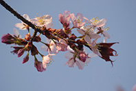 IMGP0071.JPG