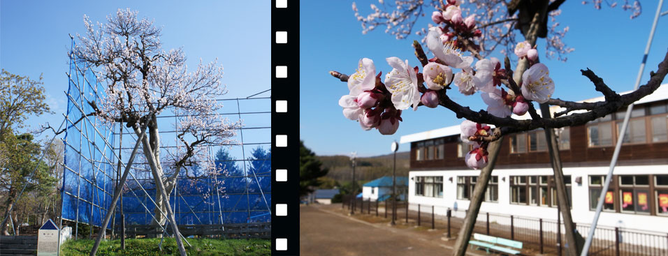 旭川市立旭川第一小学校