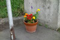 校門のお花②.JPG