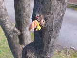 DSC_7033.jpg