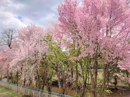 sakura-DSC_0625.jpg