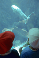 動物１.png