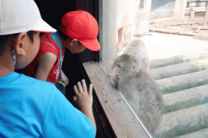 動物2.png