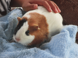 動物4.png