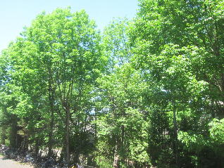 1IMG_5006.jpg