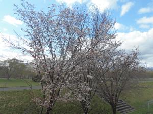 0424   校舎裏サクラ.JPG