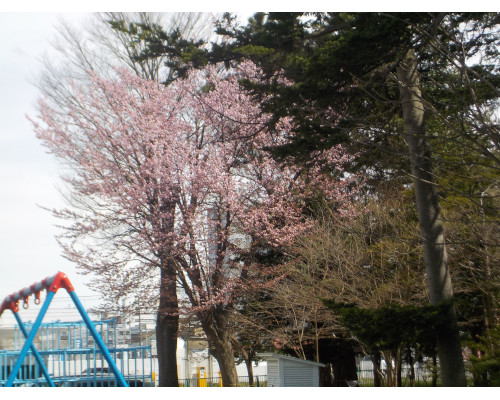 cherry jpg.jpg