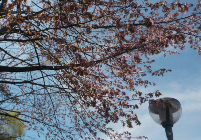 cherry2.jpg