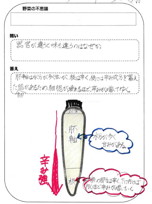 http://www.asahikawa-hkd.ed.jp/shunkoudai-jhs/yasai2.JPG