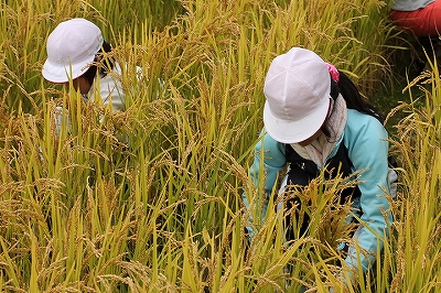 稲刈り.jpg