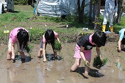 5月田植え.jpg