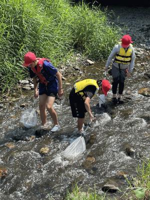 高夏の野山.JPG