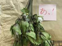 綿の花.JPG
